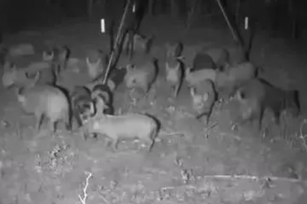 野猪晚上害怕什么，对老虎、熊等猛兽感到害怕