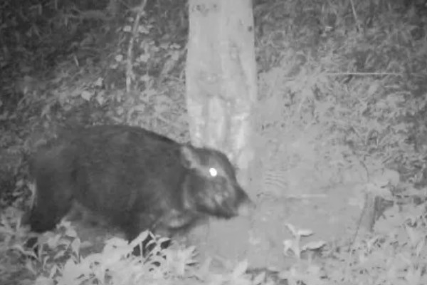 野猪晚上害怕什么，对老虎、熊等猛兽感到害怕