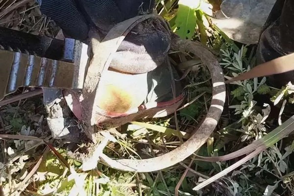 野猪晚上害怕什么，对老虎、熊等猛兽感到害怕