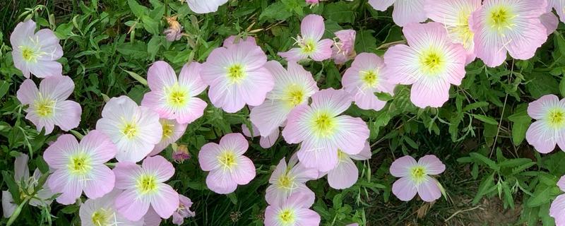 月见草的花语，寓意默默的爱、自由的心等