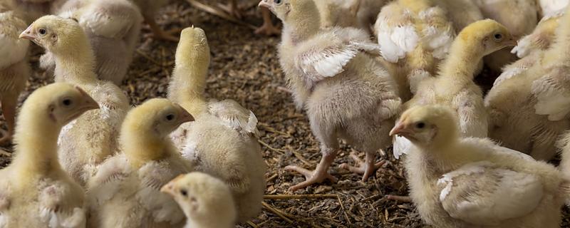 如何区分鸡公母，可通过外形和换羽速度而定