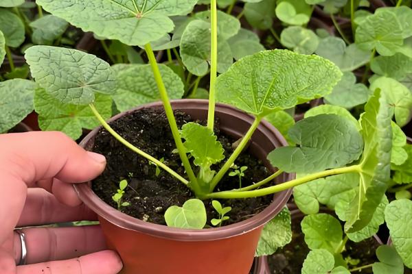 蜀葵花有什么花语,花语含义是梦