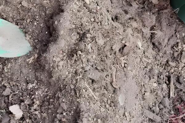 蜀葵花有什么花语,花语含义是梦