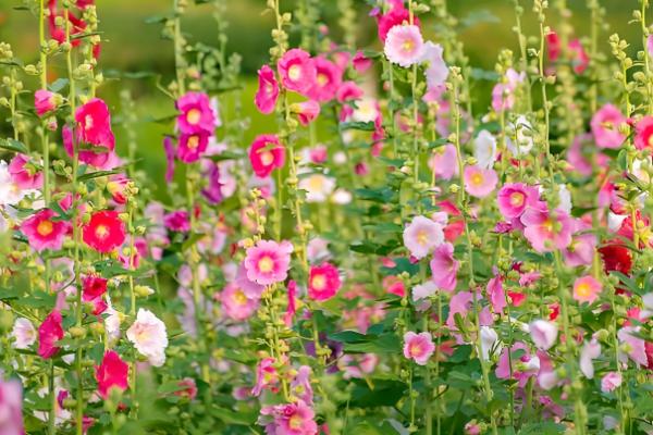 蜀葵花有什么花语,花语含义是梦