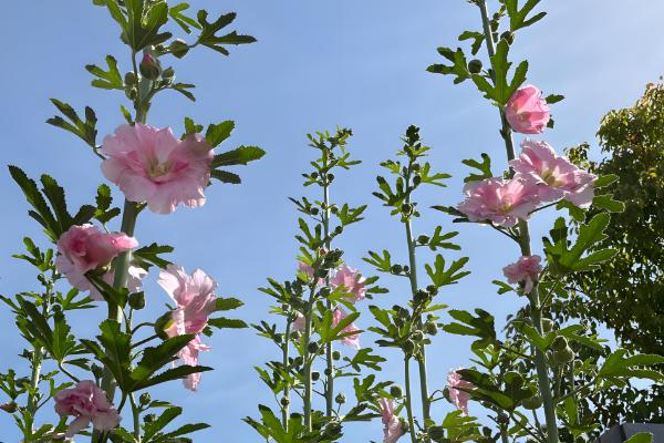 蜀葵花有什么花语,花语含义是梦