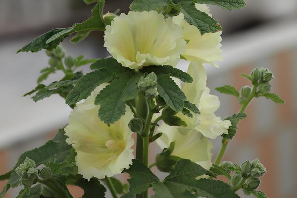 蜀葵花有什么花语,花语含义是梦