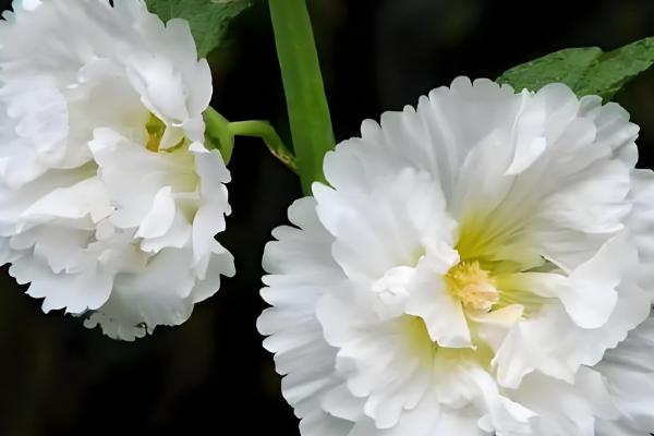 蜀葵花有什么花语,花语含义是梦