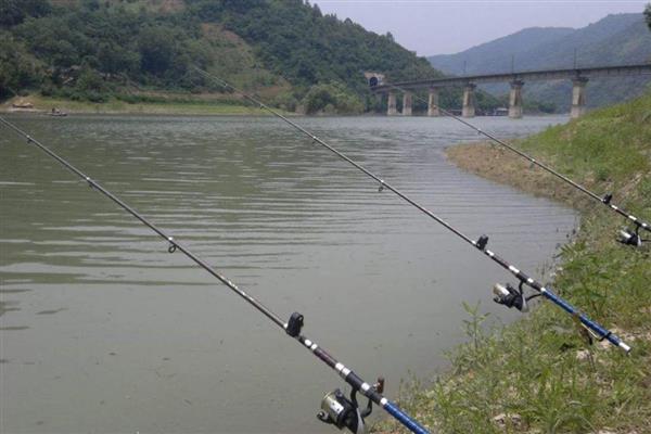 钓鲢鱼用什么鱼竿，推荐海竿、矶钓竿等