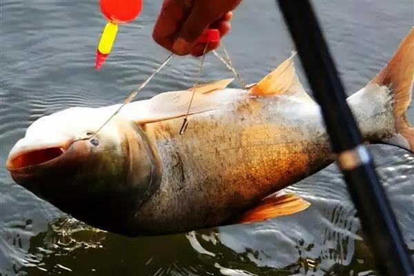 钓鲢鱼用什么鱼竿，推荐海竿、矶钓竿等