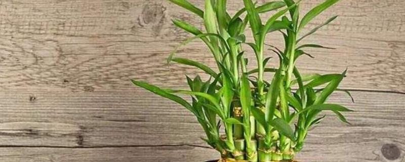 富贵竹的价格，不同种类的富贵竹价格不相同