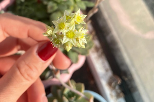 水晶掌开花好吗,水晶掌开花不好