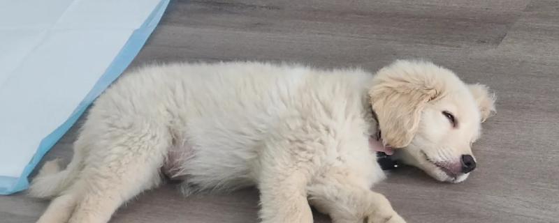 小狗半夜不睡觉的原因，可能是饥饿所致