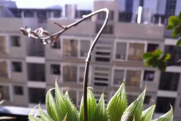 水晶掌开花好吗,水晶掌开花不好