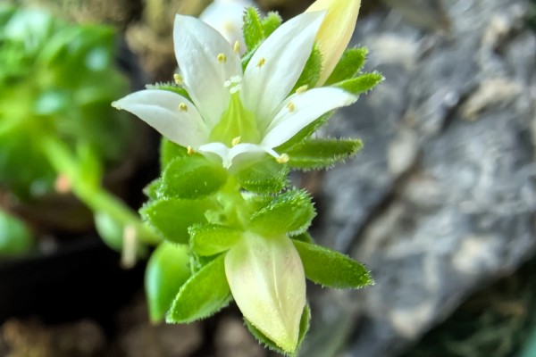 水晶掌开花好吗,水晶掌开花不好