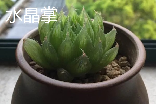 水晶掌开花好吗,水晶掌开花不好