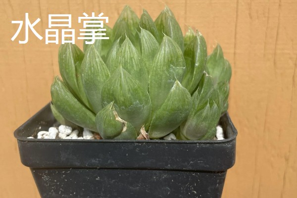 水晶掌开花好吗,水晶掌开花不好