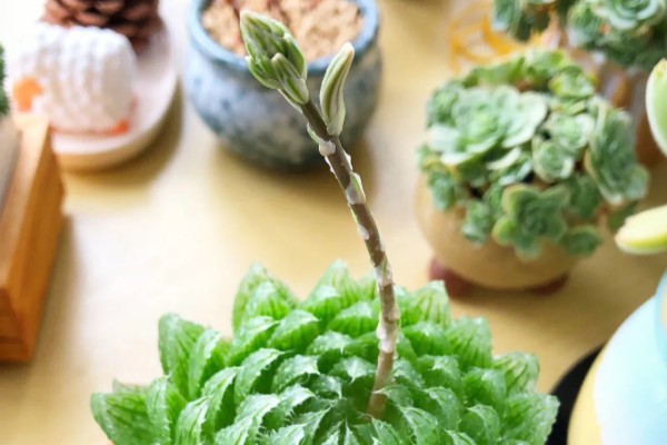 水晶掌开花好吗,水晶掌开花不好