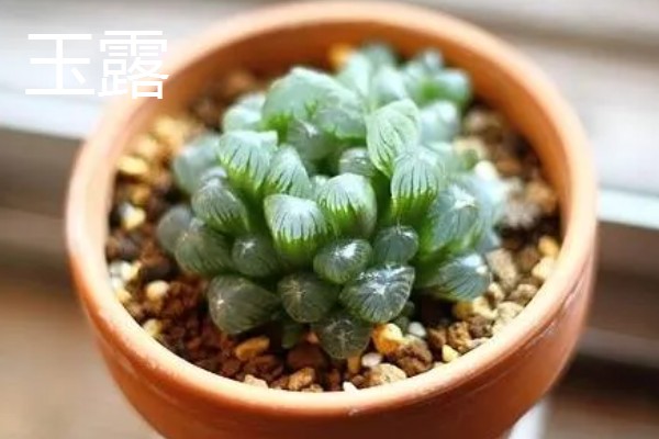 水晶掌开花好吗,水晶掌开花不好