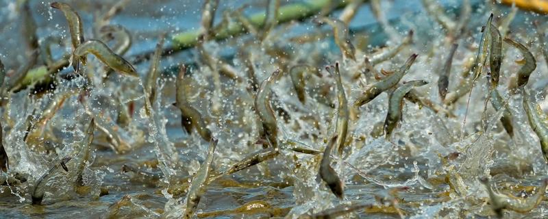 养虾的调水方法，要控制肥水程度