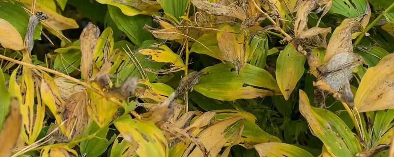 植物磷肥过量的叶片特征，容易引起叶片变黄