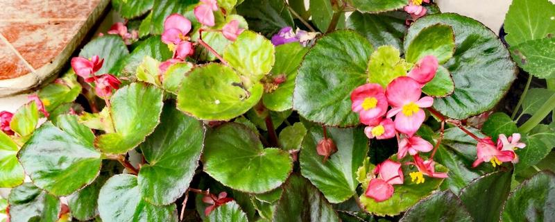 秋海棠有没有毒，秋海棠无毒