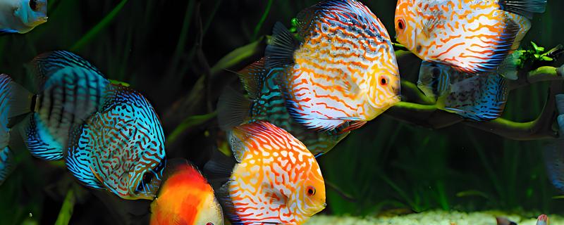 七彩神仙鱼的食物，饲喂含面包虫、黄粉虫等饵料