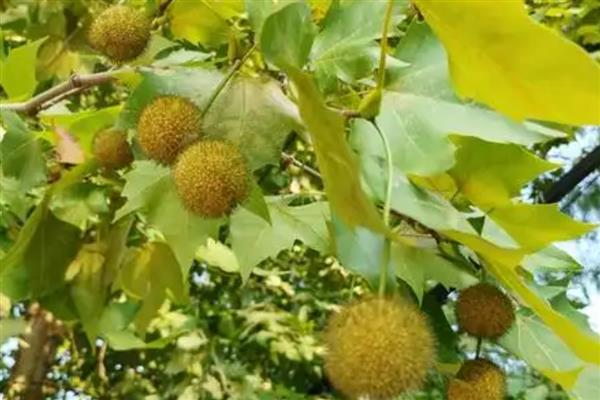 法国梧桐的品种,国内常见的是一、二、三球悬铃木