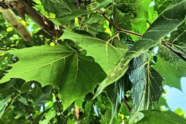 法国梧桐的品种,国内常见的是一、二、三球悬铃木
