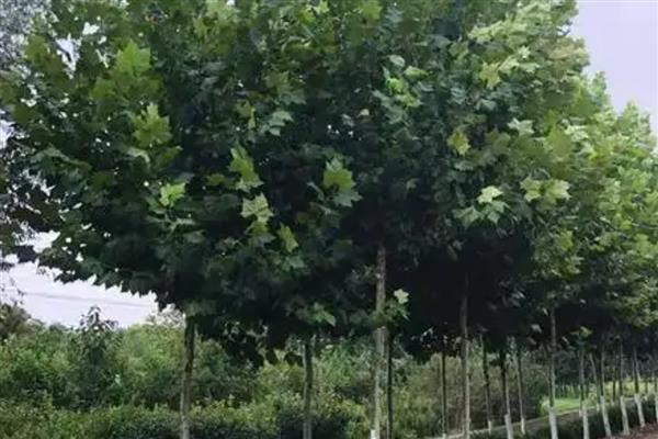 法国梧桐的品种,国内常见的是一、二、三球悬铃木