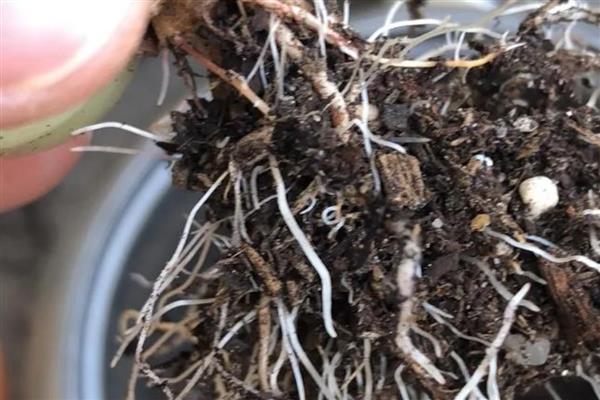 多肉怎么换盆,用高锰酸钾溶液浸泡晾干后再种植