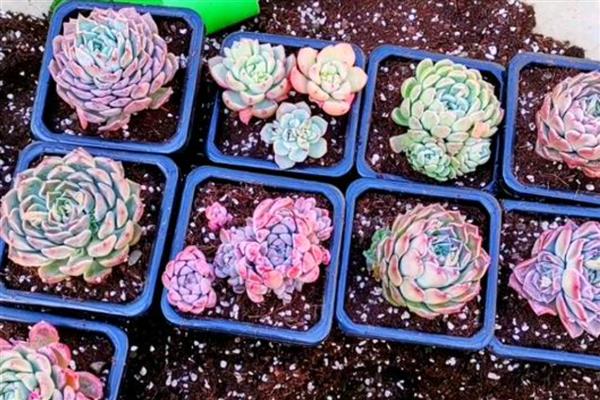 多肉怎么换盆,用高锰酸钾溶液浸泡晾干后再种植