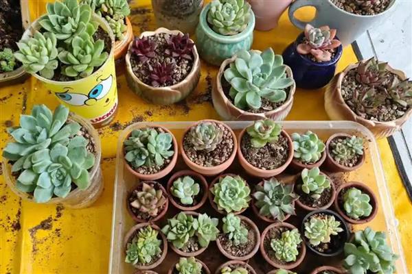 多肉怎么换盆,用高锰酸钾溶液浸泡晾干后再种植