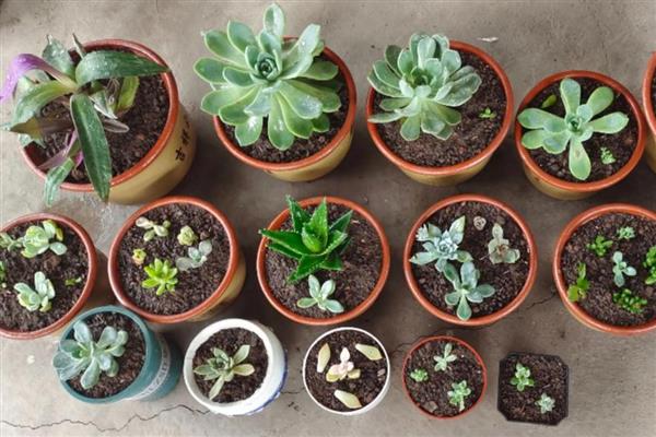 多肉怎么换盆,用高锰酸钾溶液浸泡晾干后再种植