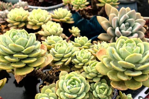 多肉怎么换盆,用高锰酸钾溶液浸泡晾干后再种植