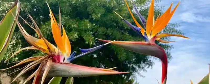 夏季怎么养殖天堂鸟,预防高温每天浇一次水