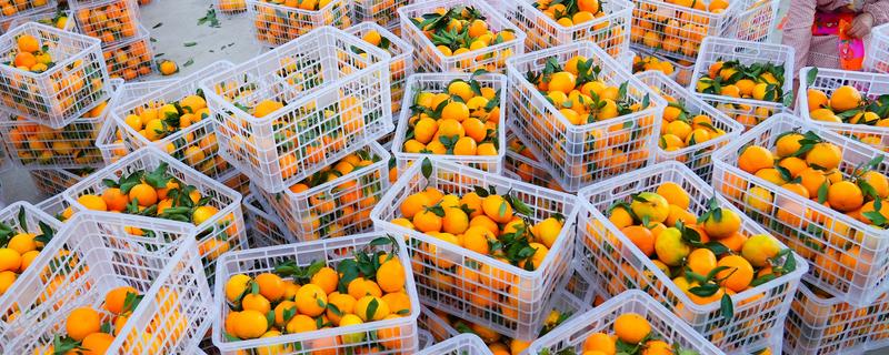 冬天多吃什么水果，推荐柑橘、甘蔗等