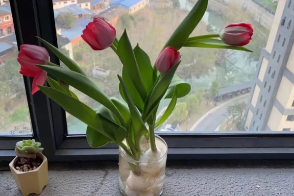 水培郁金香的花期，只能持续半个月左右