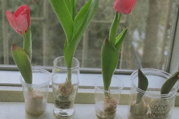 水培郁金香的花期，只能持续半个月左右