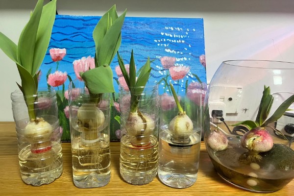 水培郁金香的花期，只能持续半个月左右