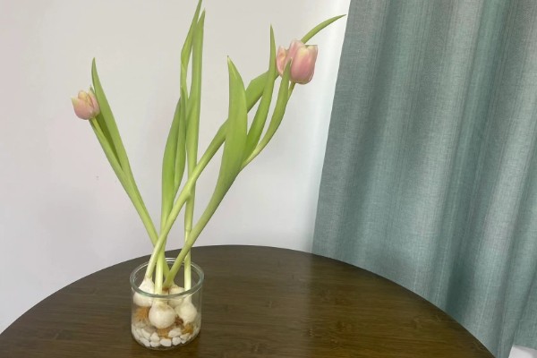 水培郁金香的花期，只能持续半个月左右