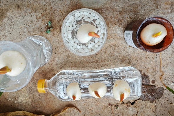 水培郁金香的花期，只能持续半个月左右