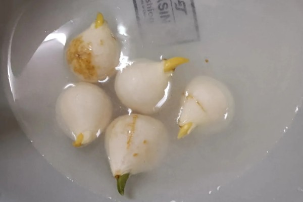 水培郁金香的花期，只能持续半个月左右