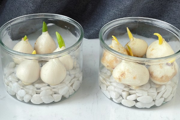 水培郁金香的花期，只能持续半个月左右