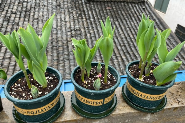 水培郁金香的花期，只能持续半个月左右