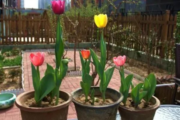 水培郁金香的花期，只能持续半个月左右