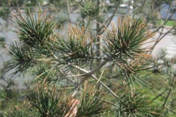 白皮松发黄怎么办，发生叶枯病可喷施敌可松溶液