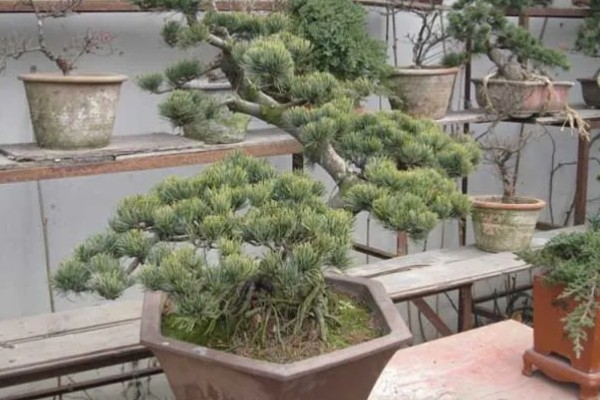 白皮松发黄怎么办，发生叶枯病可喷施敌可松溶液