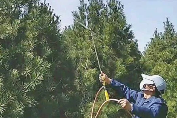 白皮松发黄怎么办，发生叶枯病可喷施敌可松溶液