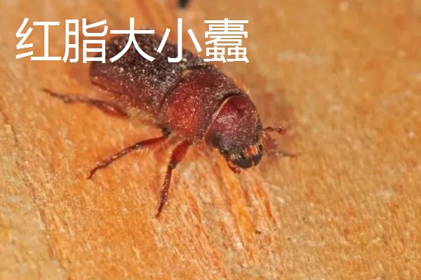 白皮松发黄怎么办，发生叶枯病可喷施敌可松溶液