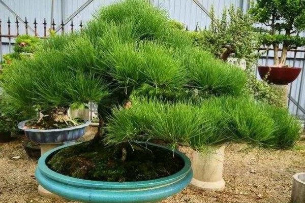 白皮松发黄怎么办，发生叶枯病可喷施敌可松溶液